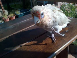 Happy Hatch day :)