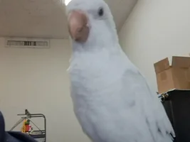 New Bird Daddy - Please help me ID my new family member