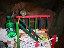 bellas playgym