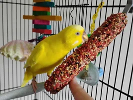 What's your dream bird?