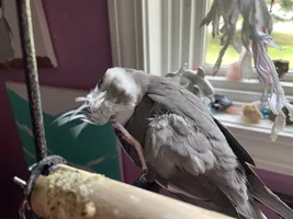 New baby!