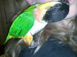 New Caique + Biting
