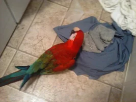 HELP! New Macaw owner question