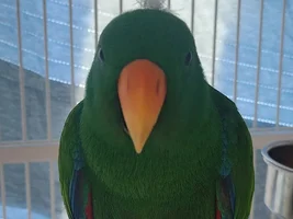 hello~ my first time posting