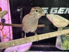 Behavior Of A Sparrow