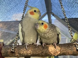 Cockatiel Personalities :: got any stories?!