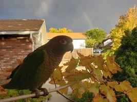 New bird mom here