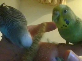 Official budgie photo thread!