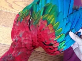Bird breeder sold me the wrong macaw hybrid?