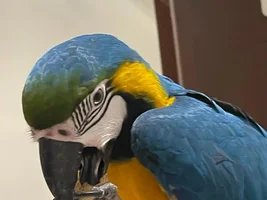 Macaw and plucking feathers