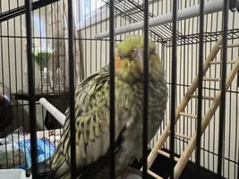 Is my 7 week old cockatiel sick?