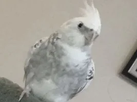 Hand raised cockatiel bluffing?