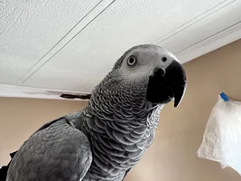Beautiful young hand tamed African Gray for sale.  A great talker!!!
