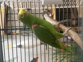 My new amazon