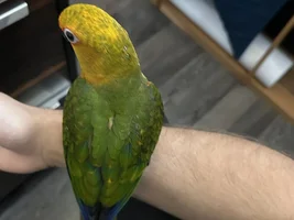 Is this sun or jenday conure?