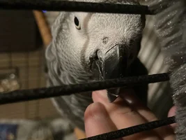Possible lump in nostril?