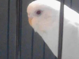Parakeet Question
