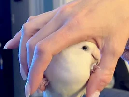 Birdie Baby Pictures