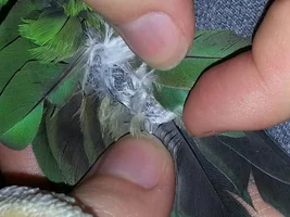 Orange-winged with deformed flight feathers