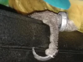 Are these normal macaw feet?