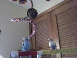 Official budgie photo thread!