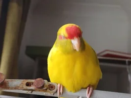 Kakariki sexing