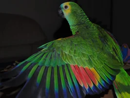 Eclectus V.S. Caique V.S. Green Cheek Conure?