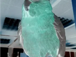 Parrots in opposite colors