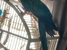 Hello !
