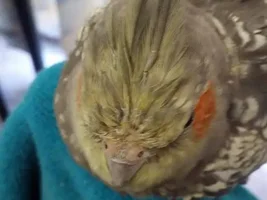 Cockatiel Crown growing in strange?