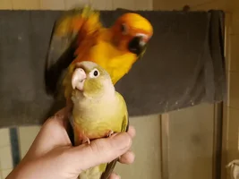 Parrots are like Voltron