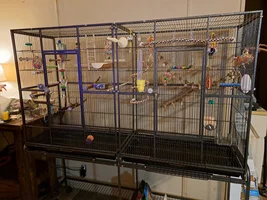 Murray's Story