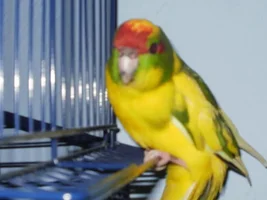 Training and correcting tips for a kakariki?