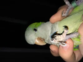 Quaker chewing at feet