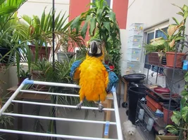 My B&G macaw Sunny