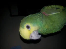 more Apple pics
