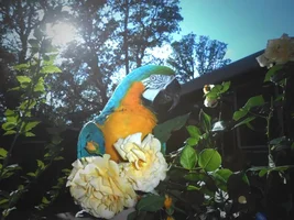 Greeting from The Global Nest Exotic Bird Sanctuary