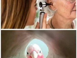 The best Bird meme!!