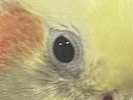 Sneezing in birds (cockatiels)