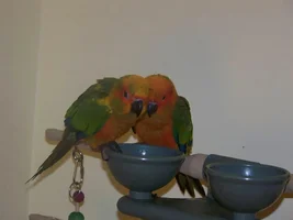 Sun Conures Blossom and Joey