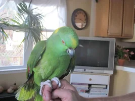 Considering rehoming a 17 year old yellow nape