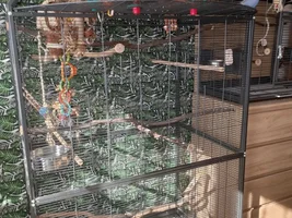 Cage setup ideas?