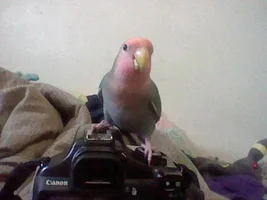 Some photos of the flock...