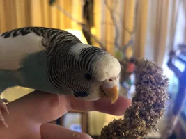 The Ins, Outs, and Upside Downs of Budgie Parenting