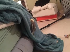 Conquering the bed