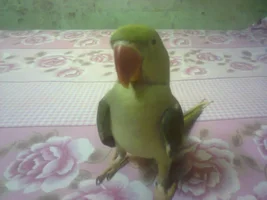 Plz help urgent..............