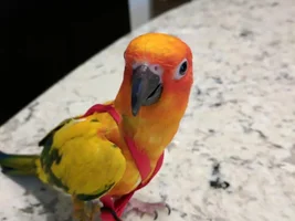Ollie goes on vacation to Washington DC!