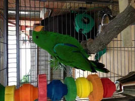 1st Time Eckie Owner - Need Advice