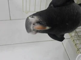 african grey lump