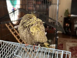 Is my 7 week old cockatiel sick?